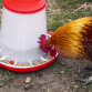 Poultry Feeder 3kg - Pack of 3 AFT033