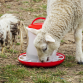 Poultry Feeder 3kg - Pack of 3 AFT033