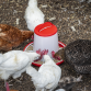 Poultry Feeder 6kg - Pack of 2 AFT042