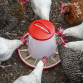 Poultry Feeder 6kg - Pack of 2 AFT042