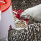 Poultry Feeder 6kg - Pack of 2 AFT042