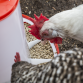 Poultry Feeder 1.5kg - Pack of 5 AFT025