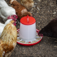 Poultry Feeder 6kg - Pack of 2 AFT042