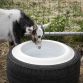 Tyre Feed Bowl 15L AFT07
