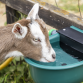 Automatic Cattle Drinking Bowl 4L AFT01