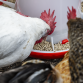 Poultry Feeder 6kg - Pack of 2 AFT042