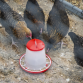 Poultry Feeder 1.5kg - Pack of 5 AFT025